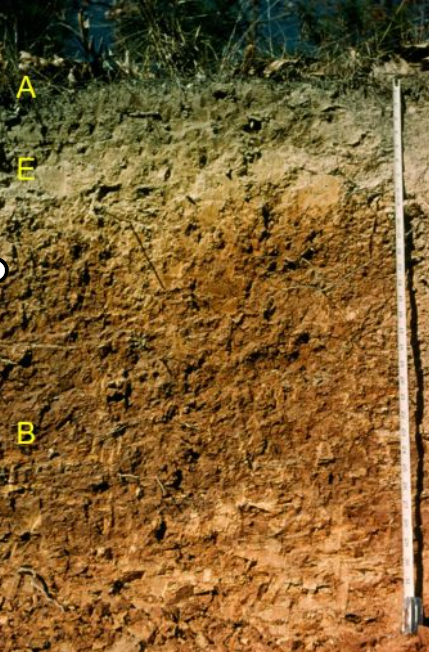 <p>-clay enriched B horizons</p><p>-much more weathered and acidic than alfisols</p><p>-warmer climate than alfisols</p><p>-much older than alfisols</p><p>-mostly formed under forest</p>