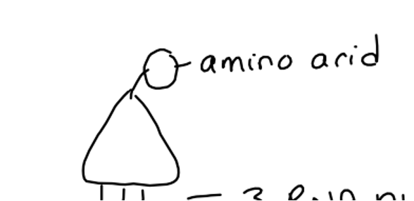 <p><strong>_____: </strong>transfers an amino acid to a ribosome. Helps ensure the correct amino acid is added to the protein.&nbsp;</p><ul><li><p>Place for amino acids to bond at top</p></li><li><p>Place for 3 RNA nucleotides (anticodon)  at bottom</p><ul><li><p>There’s one ____ structure for each of the 20 kinds of amino acids</p></li></ul></li></ul><p></p>