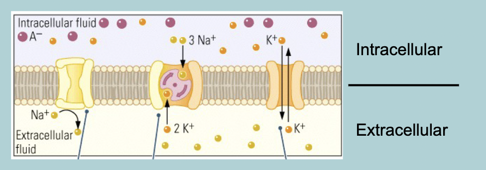 <p>Resting membrane potential to sodium (Na+):</p><ul><li><p>10X more concentrated outside the cell&nbsp;</p></li><li><p>Membranes is not very PERMEABLE to Na+ (but some leaks in) </p></li><li><p>Would this slow leak eventually eliminate the charge separation: YES</p></li><li><p>There is a “BILGE PUMP” which is a Na+/K+&nbsp; pump that reverses the SLOW LEAK&nbsp;</p></li></ul><p></p>