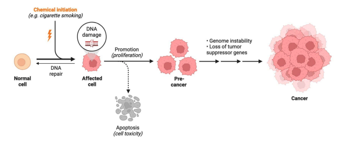 <p>How many of these leukoplakias become/are dysplasia/SCC?</p>