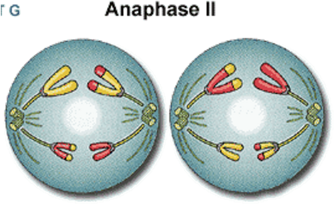 <p><span>•Spindle fibres contract towards the centrioles.</span></p><p><span>•Chromosomes separate and the chromatids are pulled to opposite poles of the cell.</span></p>