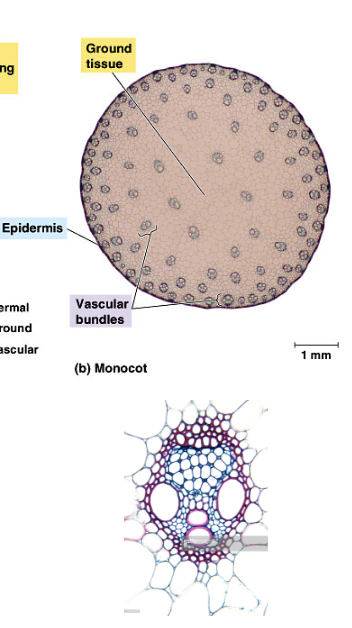 The xylem and phloem cells are organized as **vascular bundles**. The **xylem points toward** the center of the stem with the **phloem to the outside** 

* The vascular bundles are **scattered throughout the ground tissue**
* There is **no vascular cambium**
