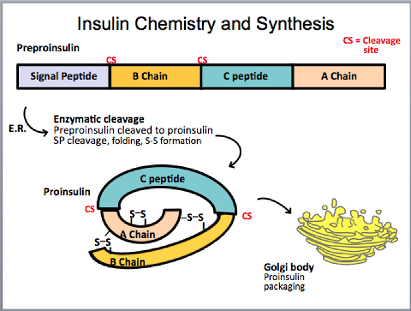 <p>slightly altered form on insulin made naturally in humans.</p><p>synthesized as a single-chain peptide</p><p>C peptide is removed to yield insulin.</p>