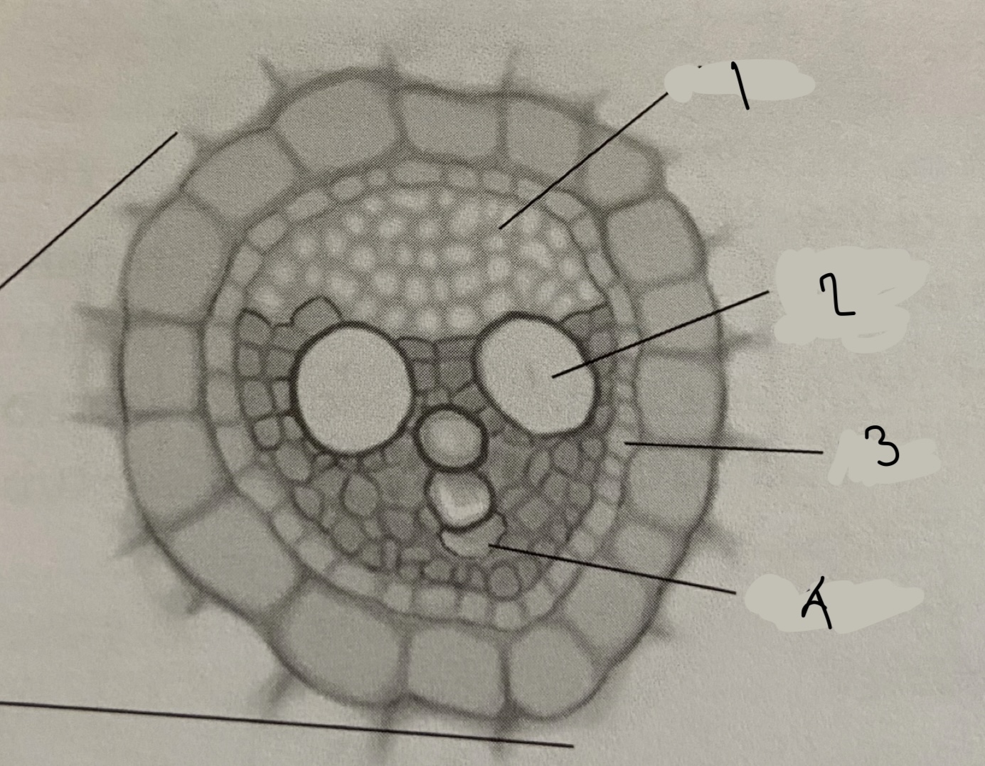 <p>is this a monocot or a dicot stem?</p>