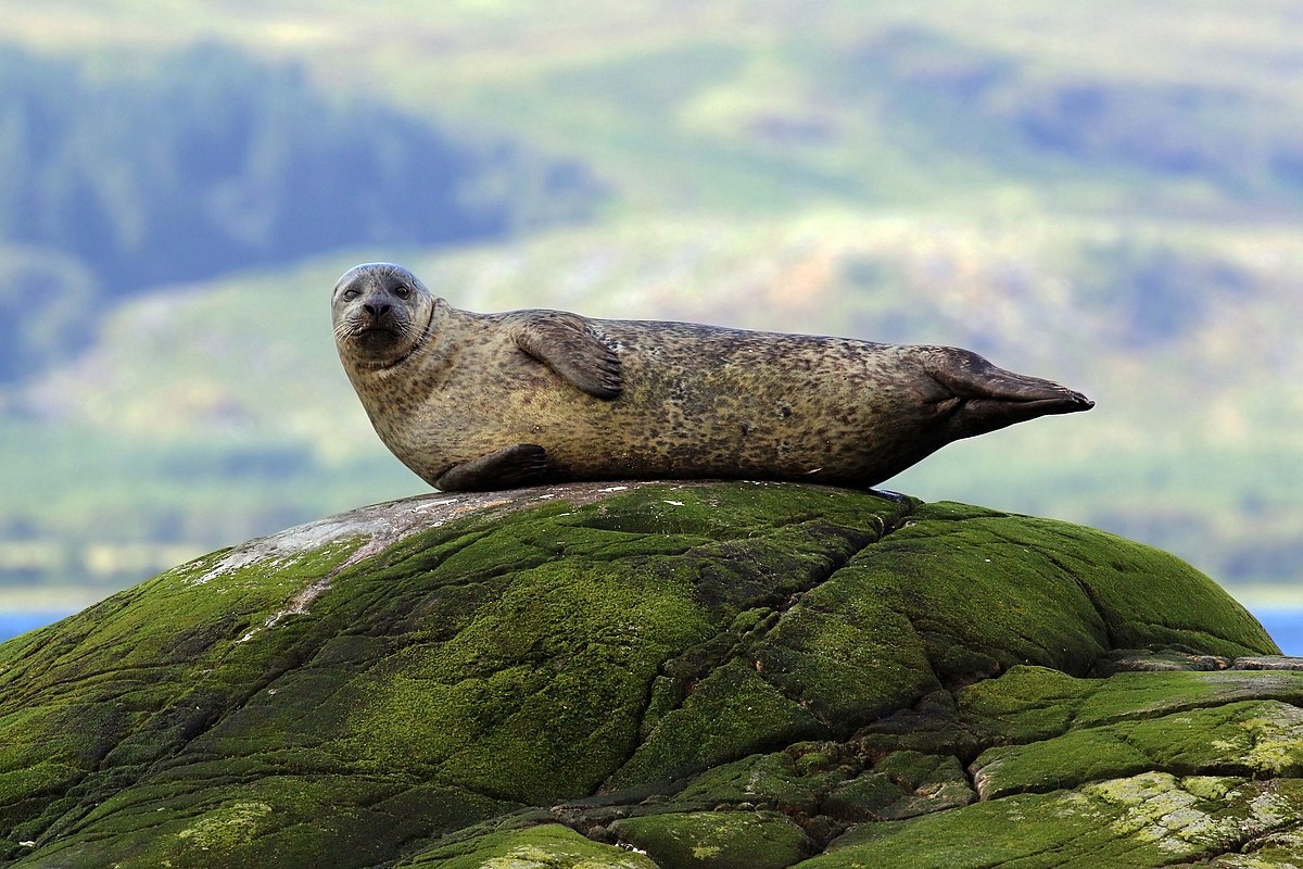 <ul><li><p>harbor seal</p></li><li><p>large skull</p></li><li><p>big auditory bullae</p></li><li><p>pinniped</p></li></ul><p></p>