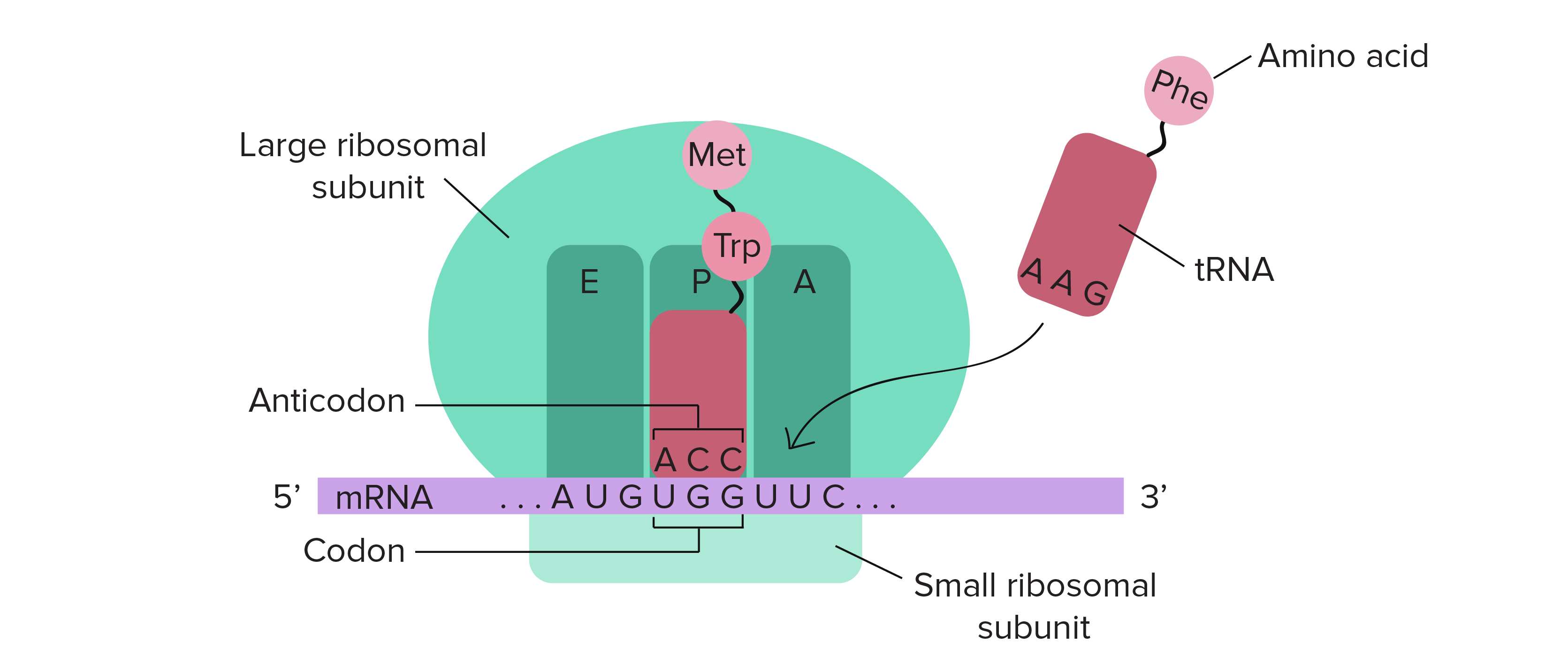 <p>3 sites to know</p><p>A site: where the charged aminoacyl tRNA binds</p><p>P site: where the peptidyl-tRNA binds</p><p>E site: where the uncharged-tRNA exits</p>