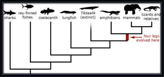 <ol><li><p><u>Significant changes</u> accumulated over <u>a long period of time</u></p></li><li><p>Includes <u>speciation </u>requires some form of <u>separation/isolation</u></p></li></ol><p></p>