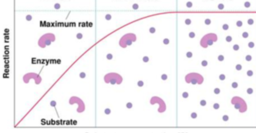 <p>After looking at the shape of graph the enzyme activity of this enzymes is being regulated by what variable:</p>