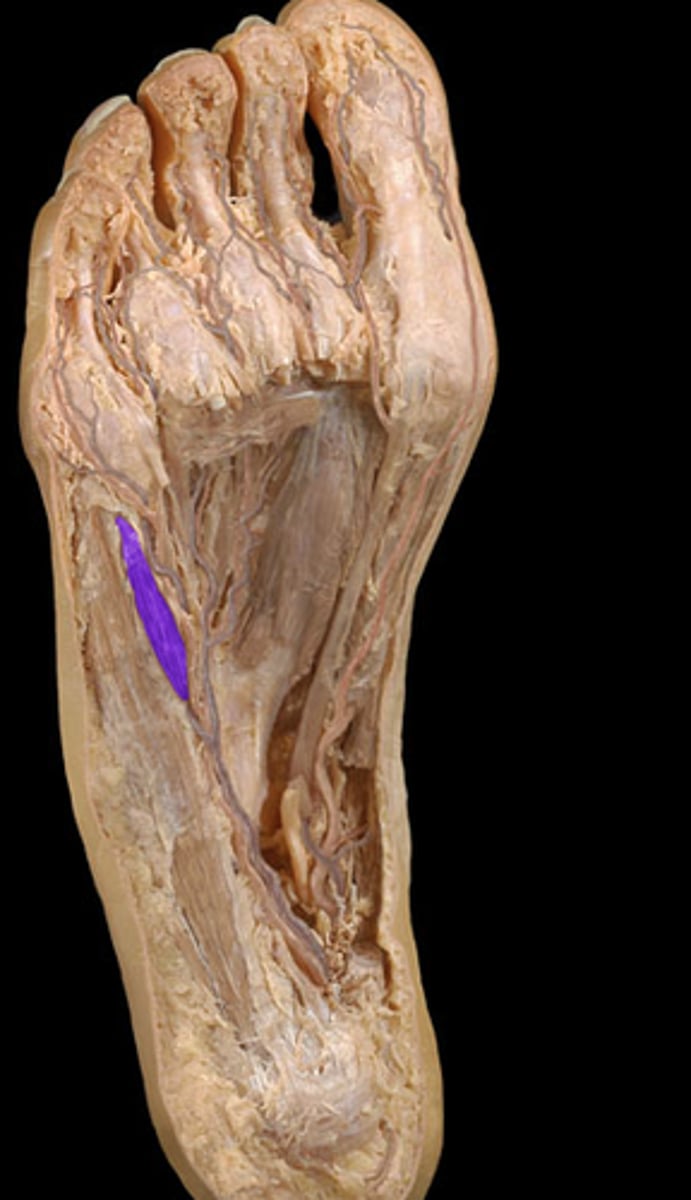 <p>Origin: 5th metatarsal</p><p>Insertion: Proximal phalanx of digit 5</p>