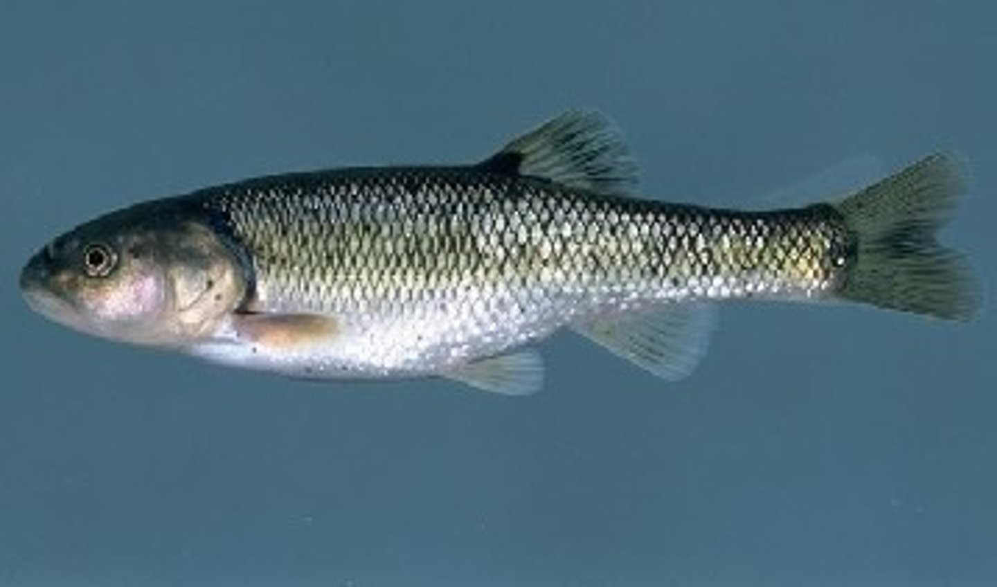 <p>larger minnow, large scales, streams, blunt body shape, dorsal surface darker, feeds on invertebrates</p>