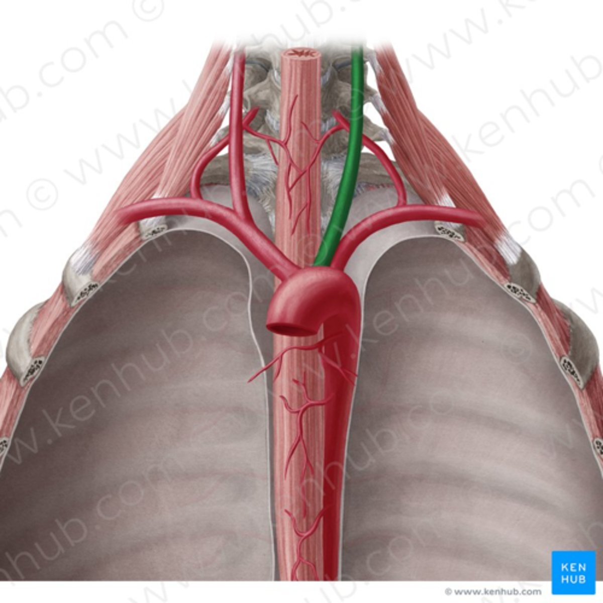<p>oorsprong: aortaboog links</p><p>levert bloed aan hoofd en nek, inclusief hersenen</p>