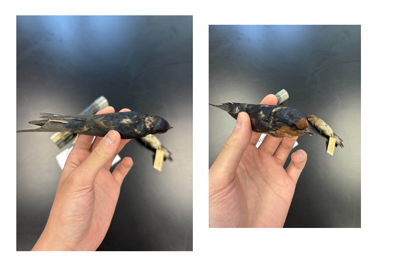 <p>DIET</p><p>- omnivorous (both plant and animals)</p><p>---------------------------</p><p>MODE OF CAPTURE</p><p>- captures insect prey on the wing</p><p>---------------------------</p><p>BEAK</p><p>- small</p><p>-wide</p><p>- short</p><p>- pointy</p><p>---------------------------</p><p>FOOT MORPHOLOGY</p><p>- Anisodactyl</p>