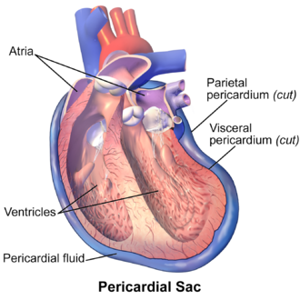 <p>Serosa covering the heart muscle.</p>