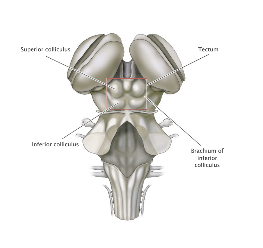 <p>Tectum</p>