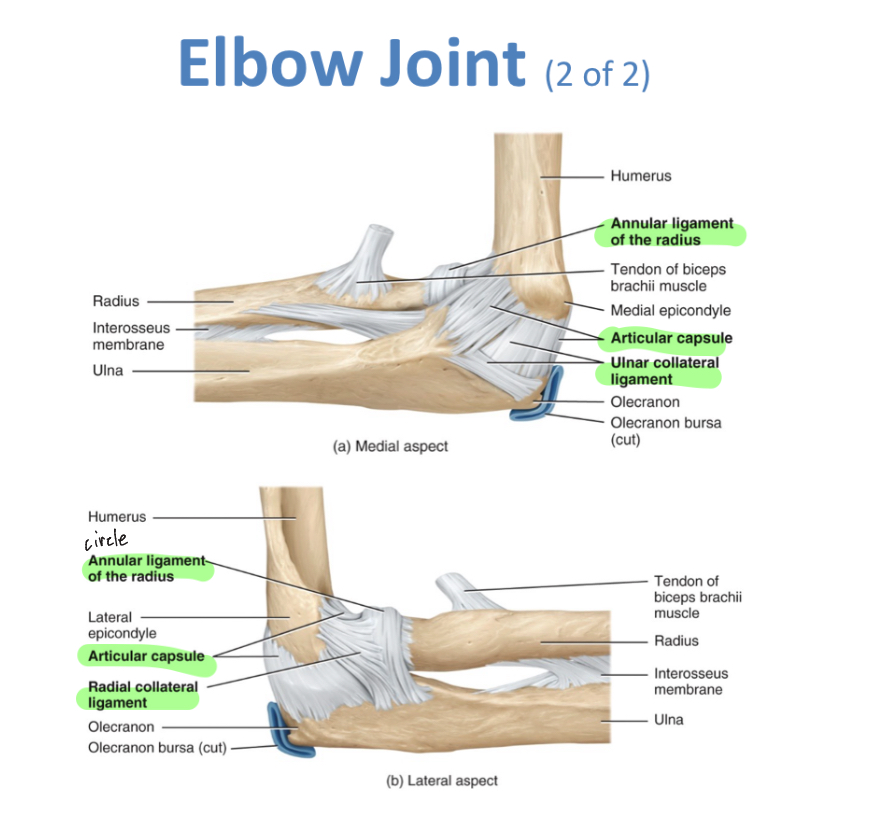 <p>Ulnar collateral ligament, radial collateral ligament, annular ligament of radius</p><p>-tennis elbow: pain at lateral epicondyle of humerus</p><p>-littlle league elbow: medial epicondyle inflammation</p><p>-radial head dislocation:radius head slides past radial annular ligament</p>