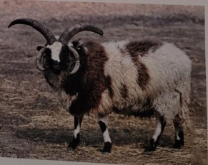 <p>horned breed. lean good quality meat and also good qualtiy fleece that can be spun into multicolor thread or seperated. unique polycerate breed (2-6 horns) with fleshy gap between them. one of hte oldest breeds in existance dating back to england in 1700s. imported to us in 1900s.</p>