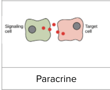 <p><span style="background-color: transparent; font-family: "Proxima Nova", sans-serif;"><span>Cells communicate to nearby cells by releasing chemical messengers</span></span></p>