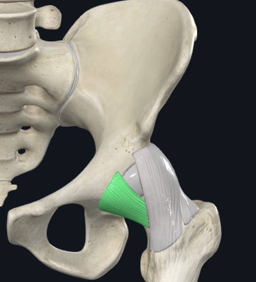 <p><span style="background-color: transparent;">Pubofemoral Ligament</span></p>