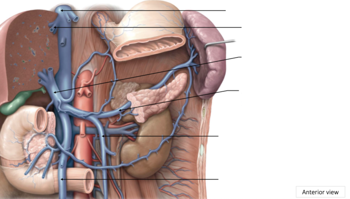 <p>Abdomen Venous Drainage</p>