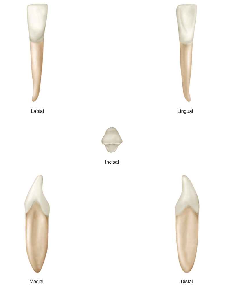 <p>What tooth number is this?</p>