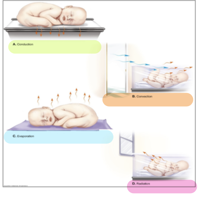 <ul><li><p><strong>Conduction</strong>: skin to skin; warm blanket on scale</p></li><li><p><strong>Convection</strong>: keep newborns away from drafts</p></li><li><p><strong>Evaporation</strong>: dry the newborn well</p></li><li><p><strong>Radiation</strong>: keep away from cold objects (ex. windows)</p></li></ul>