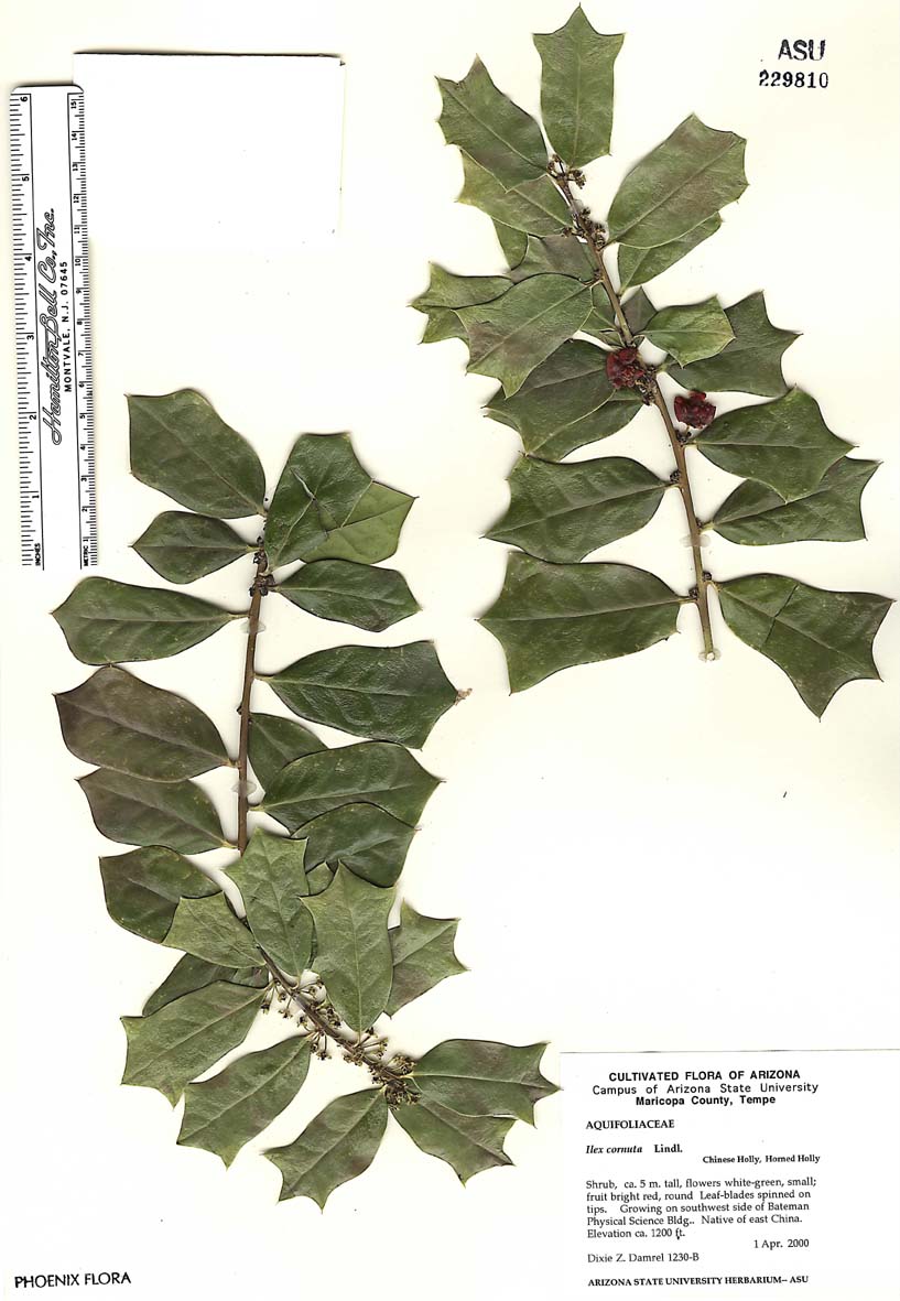 term image