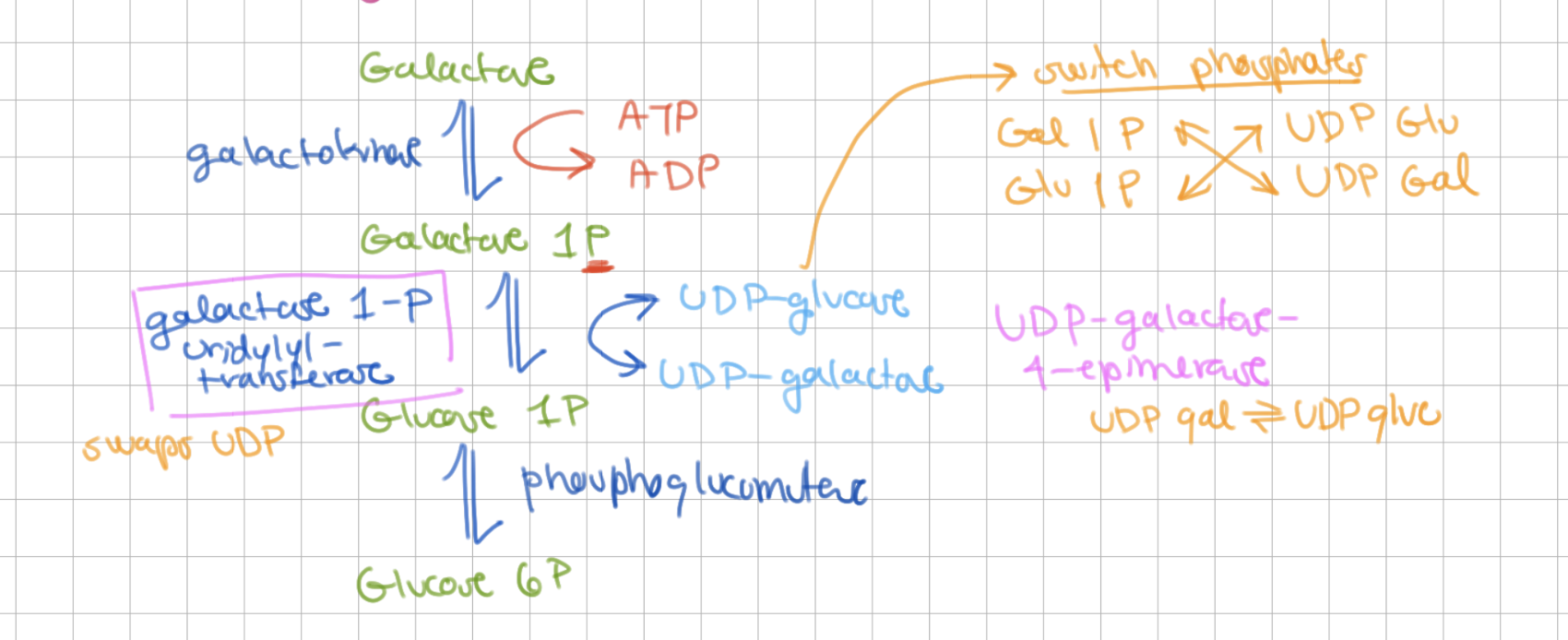 <p>galactose 1P uridyl transferase</p>