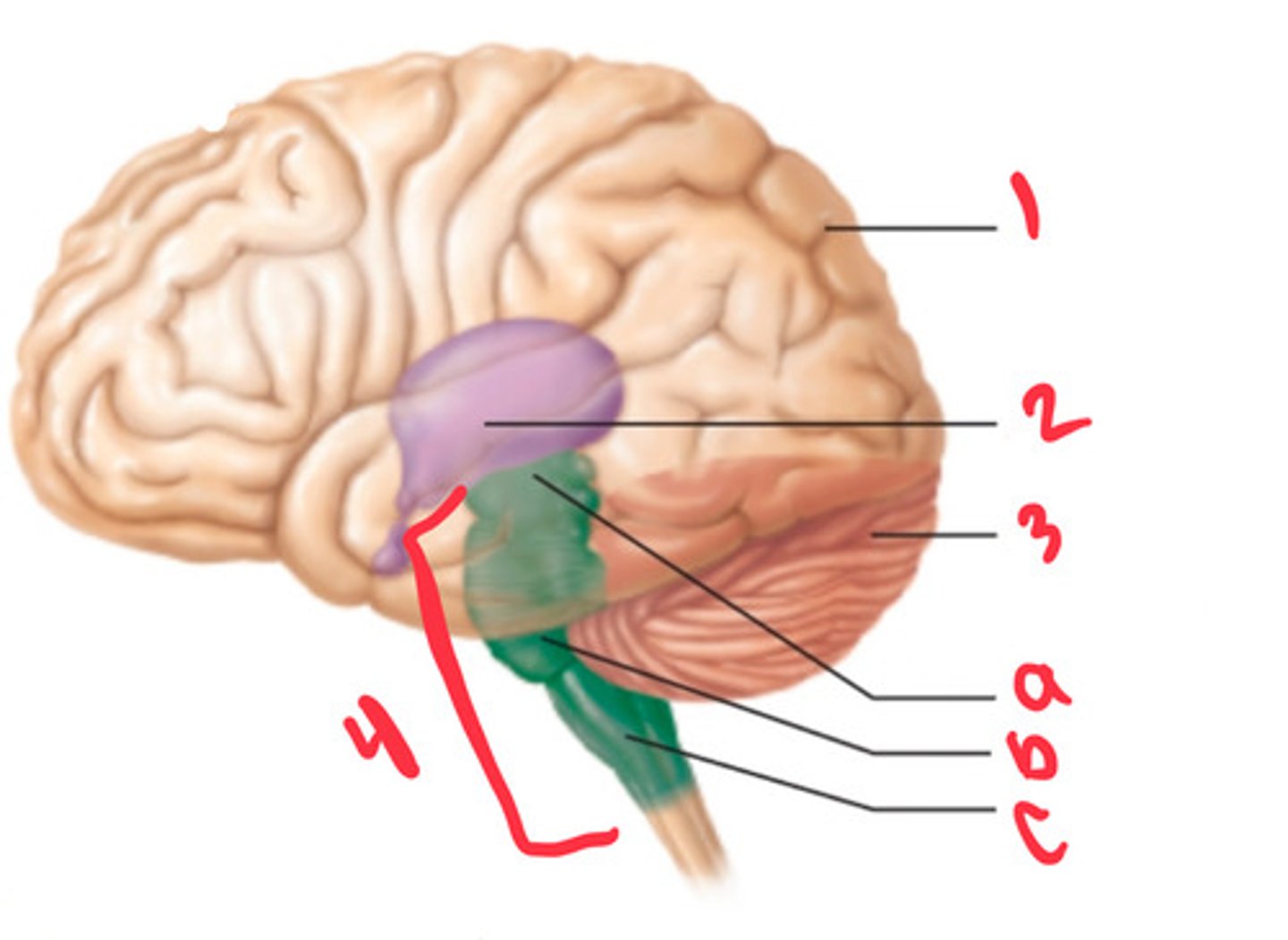 <p>what structure is labeled by A?</p>