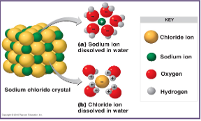 <ul><li><p>Can dissolve many ionic compounds such as NaCl</p><ul><li><p>Not covalent because its polar (like dissolves like)</p></li></ul></li><li><p>Ions (Na+, Cl-) remain dissolved in water to form a solution</p></li><li><p>This solution forms because the partial + regions within the water molecules surround the (-) ions Cl- &amp; the partial (-) regions within the water molecules surround the positive ions (Na+) holding them in solution</p></li></ul>