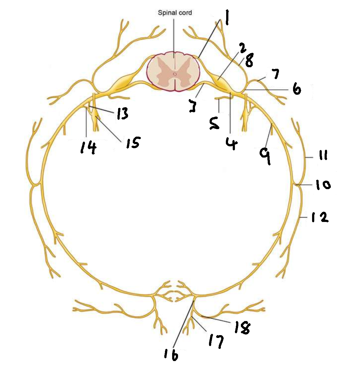 <p>What is 16?</p>