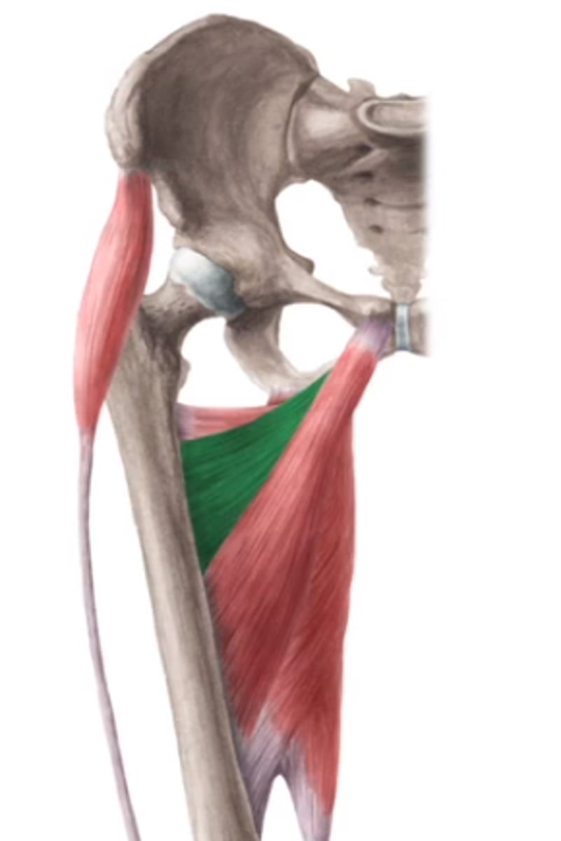 <p>O: ramus inferior os pubis</p><p>I: labium mediale van de linea aspera (posterieure zijde femur)</p><p>W: - adductie- exorotatie</p><p>Inn: N. obturatorius (L2-L3-L4)</p>