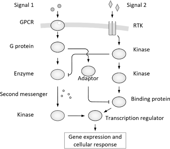 <p><span>Under which of the following conditions is target-gene expression induced? (there may be more than 1 answer)</span></p><p><span>A.</span><span style="font-size: 7pt; font-family: &quot;Times New Roman&quot;">&nbsp;&nbsp; </span>When only Signal 1 is added</p><p class="MsoNormal"><span>B.</span><span style="font-size: 7pt; font-family: &quot;Times New Roman&quot;">&nbsp;&nbsp;&nbsp; </span>When only Signal 2 is added</p><p class="MsoNormal"><span>C.</span><span style="font-size: 7pt; font-family: &quot;Times New Roman&quot;">&nbsp;&nbsp;&nbsp; </span>When no signal is added</p><p class="MsoNormal"><span>D.</span><span style="font-size: 7pt; font-family: &quot;Times New Roman&quot;">&nbsp;&nbsp; </span>When both signals are added together</p>