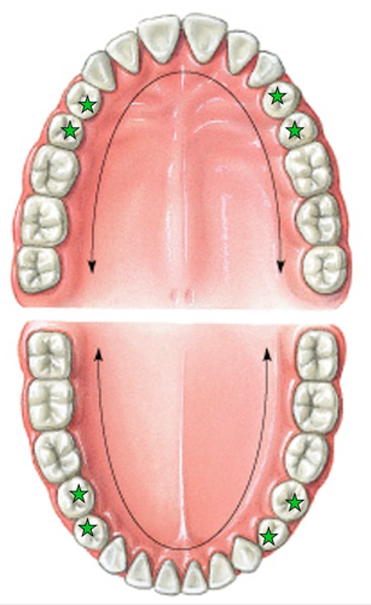 <p>-Flattened crowns</p><p>-Prominent ridges</p><p>-Used to crush, mash, and grind</p><p>-Have one or two roots</p>