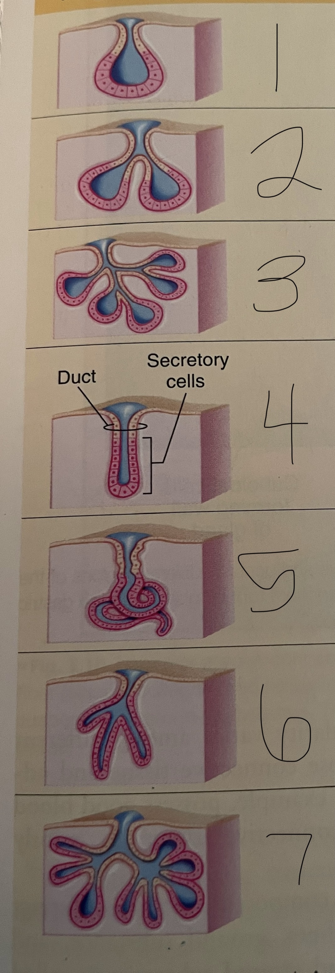 <p>what are numbers 1-7?</p>