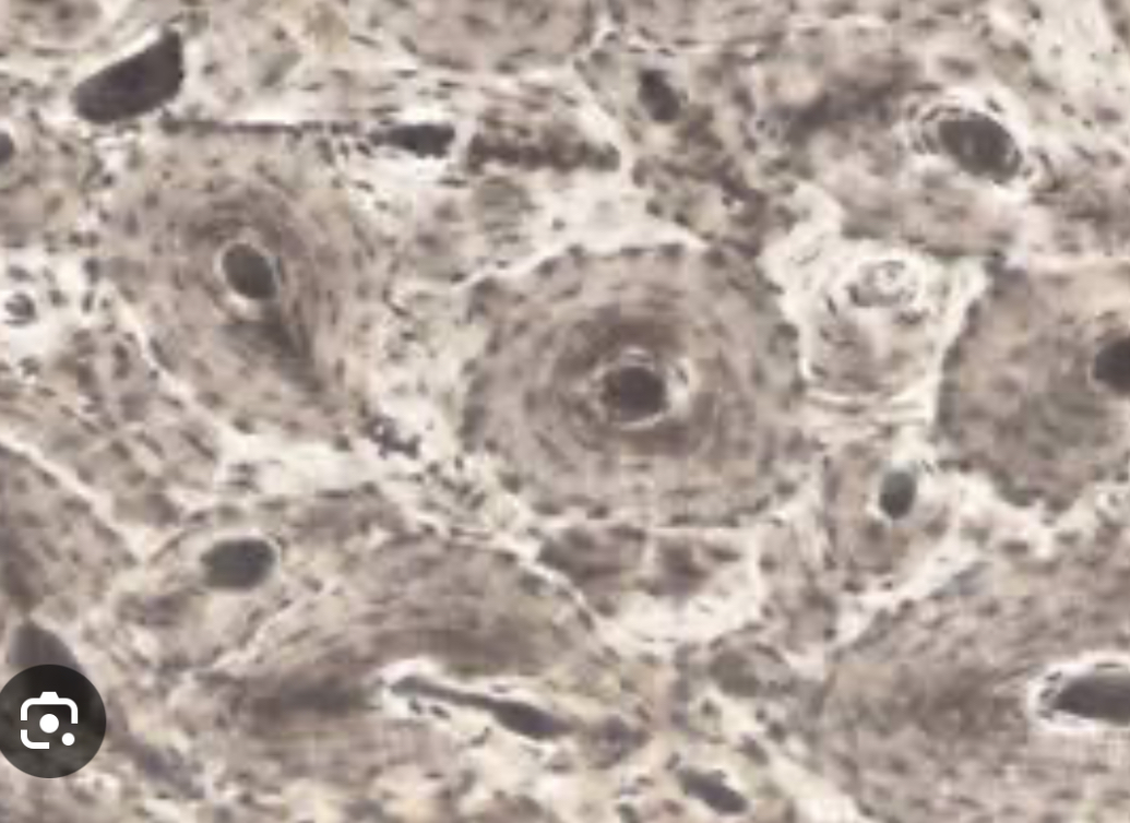 <p>What cell is this</p>