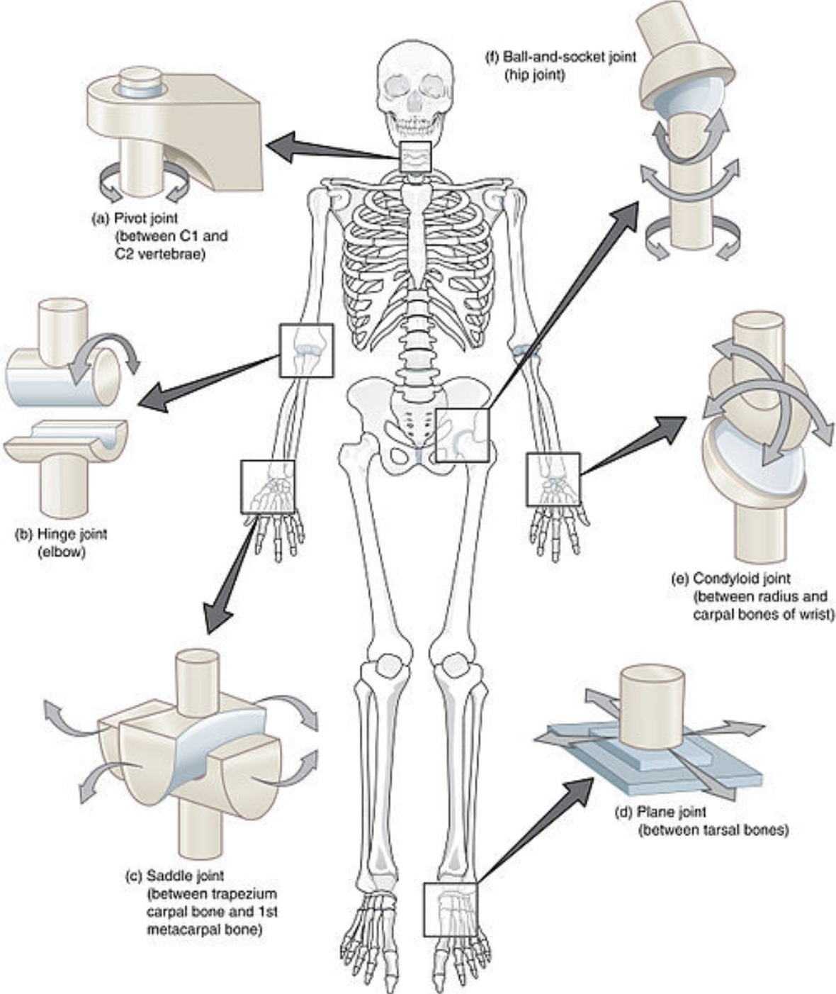<p>Plane/Gliding/Ellipsoid</p><p>Hinge (Elbow)</p><p>Pivot (Neck)</p><p>Condyloid (Wrist)</p><p>Ball-and-Socket (Shoulder)</p><p>Saddle (Carpals)</p>