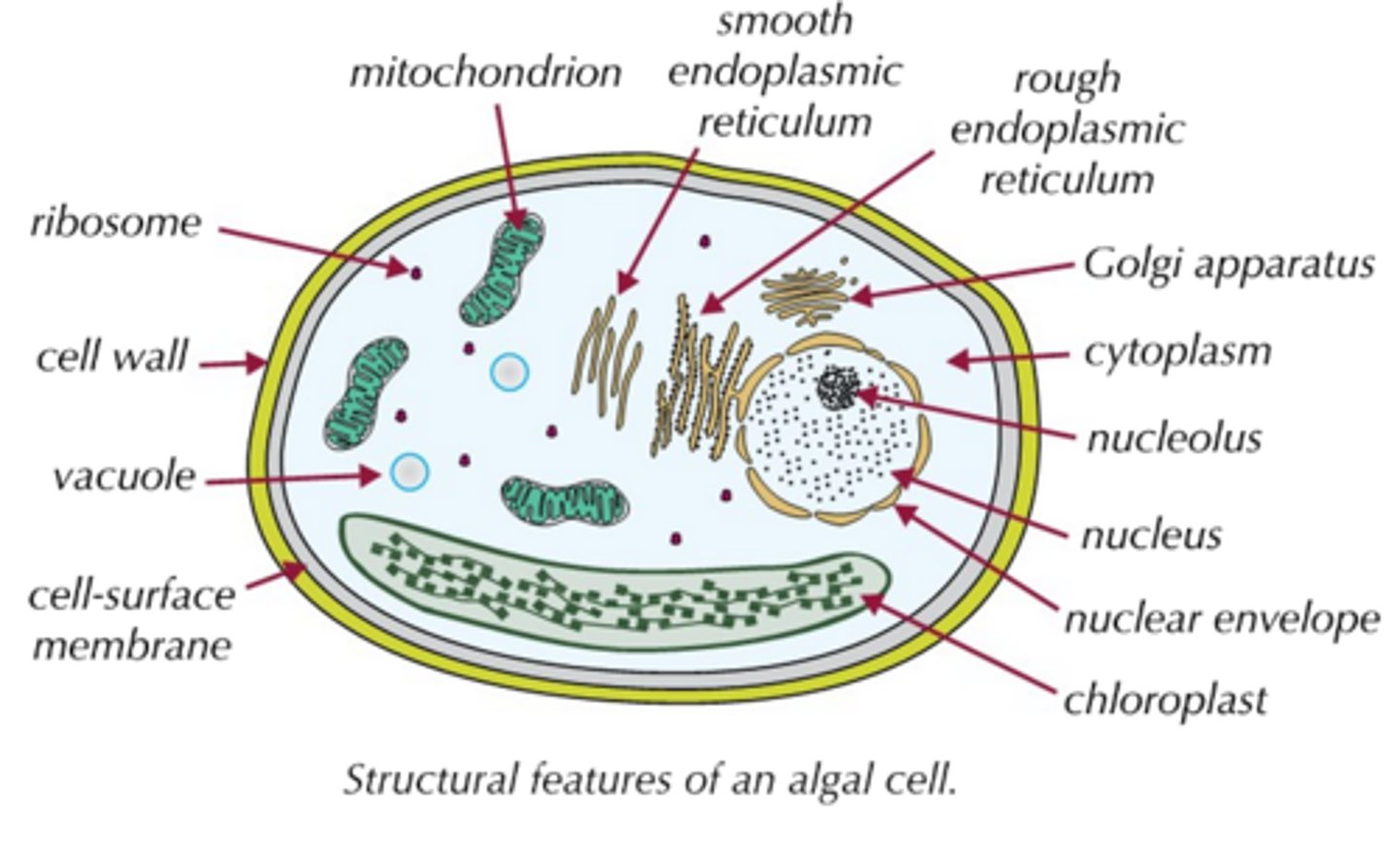 <p>- Algae carry out photosynthesis, like plants, but unlike plants they can be unicellular (e.g. Chlorella) or multicellular (e.g. seaweed).<br>- Algal cells are a lot like plant cells; they have all the same organelles, including a cellulose cell wall and chloroplasts; however, the chloroplasts in many algal cells are a different shape and size to plant chloroplasts; for example, some algae have one large chlorplast rather than several smaller chloroplasts.</p>