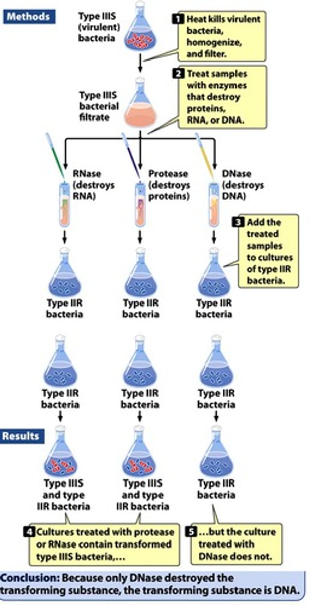 <p>- large quantities of IIIS bacterial cultures in liquid media were centrifuged, collected, heat-killed, lysed, and homogenized</p><p>- enzymes and extractions with detergents and organic solvents eliminated carbohydrates, lipids, and proteins, resulting in a solution that had a nitrogen-phosphorus ratio consistent with a nucleic acid that could transform IIR cells into IIIS cells</p><p>- mixtures with the enzymatic destruction of proteins, RNA, or DNA</p><p>- resulting mixtures were added to cultures of IIR cells</p><p>- because only DNase destroyed the transforming substance, the transforming substance is DNA</p><p>- IIIS DNA can transform IIR cells into IIIS cells</p>