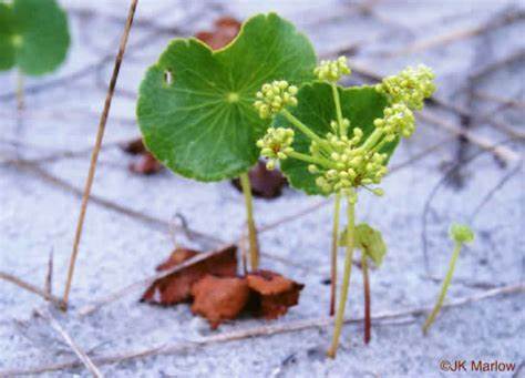 Seaside Pennywort