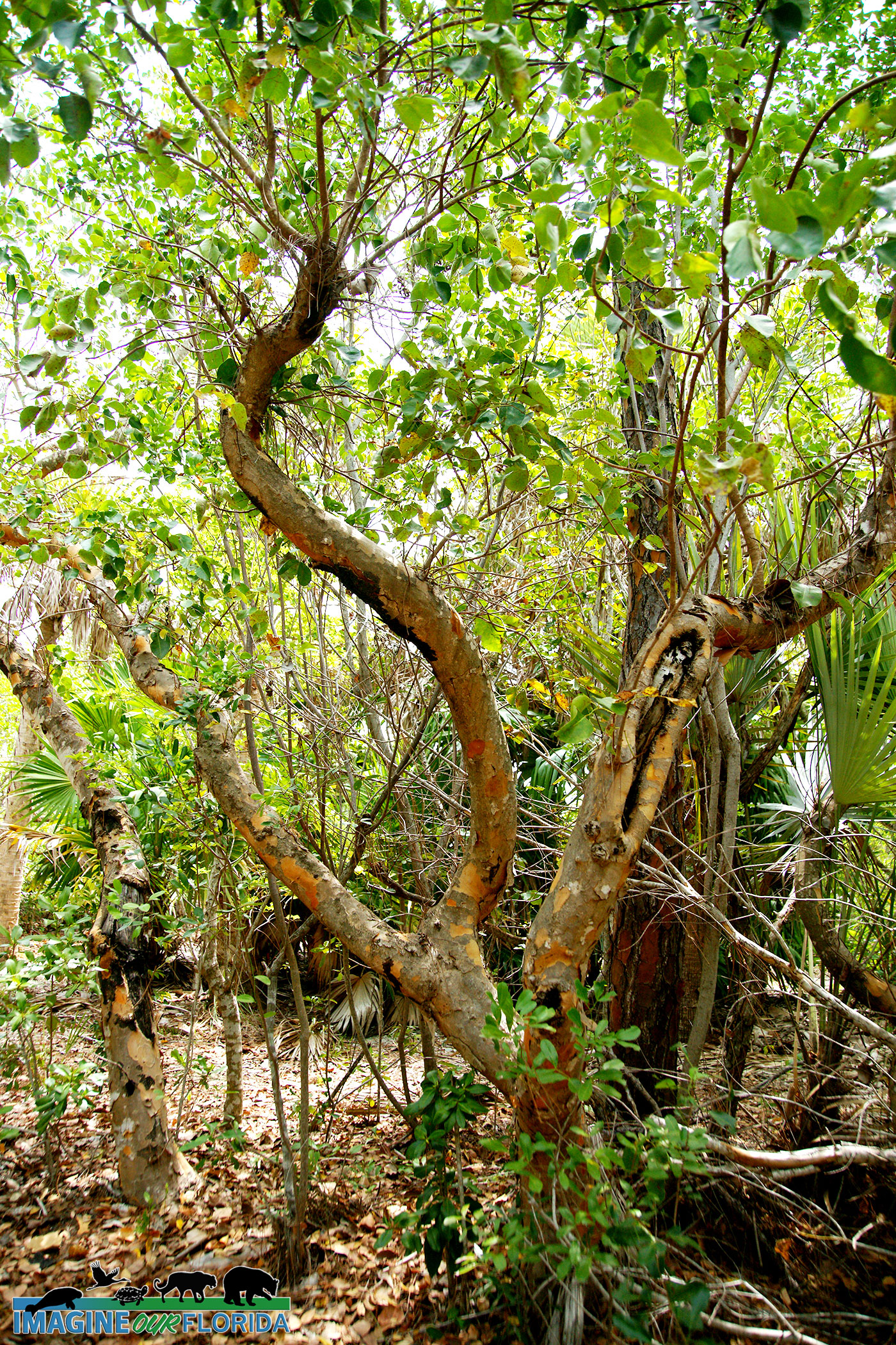 <p>Poisonwood Tree*</p><p>Calico bark with thick, black oily patches. Leaves in sets of five</p>