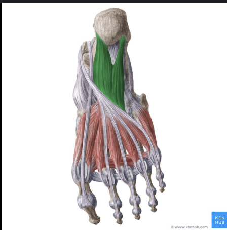 <p>bottom of foot</p>