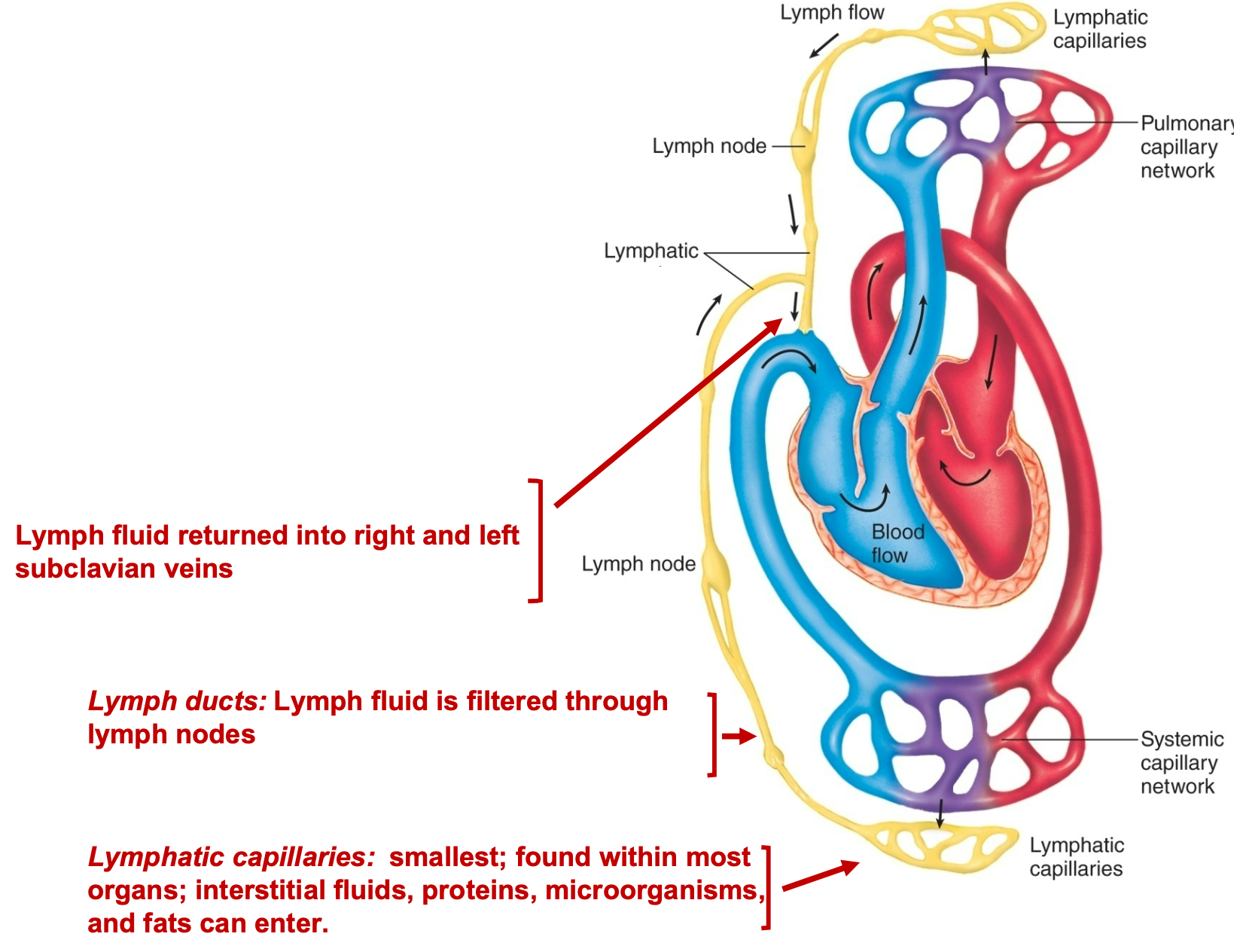 <ol><li><p>Returns fluid and proteins to circulatory system, lymphatic cell junctions are very porous, and so is much “leakier” than vascular cell junctions</p></li><li><p>Transports absorbed fat from intestines to blood</p></li><li><p>Serve as filter for pathogens</p></li><li><p>Produces &amp; houses lymphocytes for the immune response</p></li><li><p>Lymphatic capillaries: smallest; found within most \n organs; interstitial fluids, proteins, microorganisms, \n and fats can enter</p></li><li><p>Lymph ducts: Lymph fluid is filtered through lymph nodes</p></li><li><p>Lymph fluid returned into right and left subclavian veins</p></li></ol>