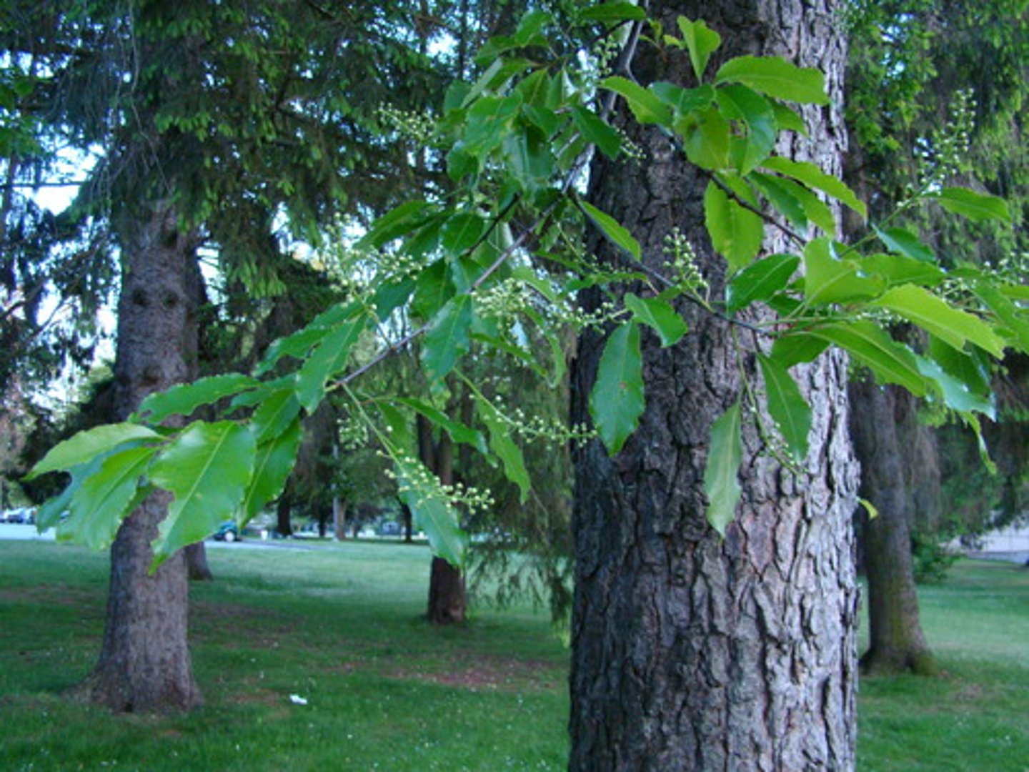 <p>Prunus serotina Rosaceae</p>
