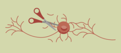 the elimination of underused synapses

* allows space to strengthen frequently used neurons
* occurs most during infancy and adolescence