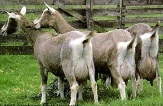 <p>oldest breed and grey/brown with white heads and butts.</p>