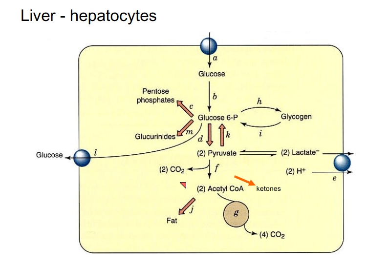 <p>DIAGRAM ON SLIDE 29</p>