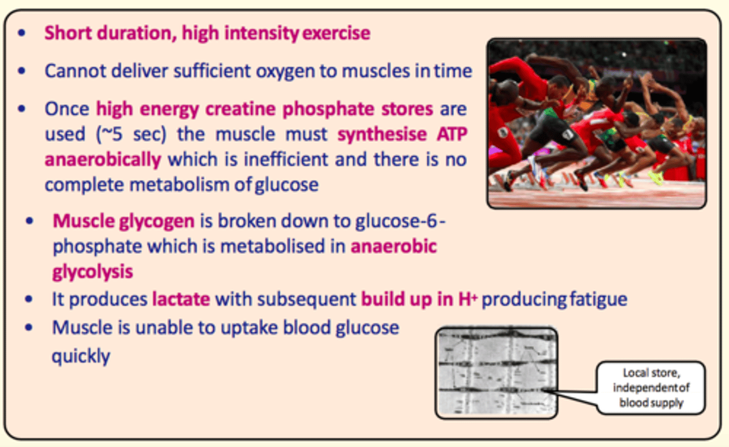 <p>Primarily anaerobic (cannot deliver sufficient oxygen to muscles in time)</p>