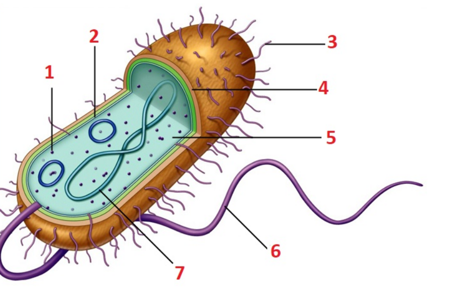 <p>Identify numbered structures (prokaryote basic structure)</p>