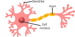 <p>Dendrite</p>