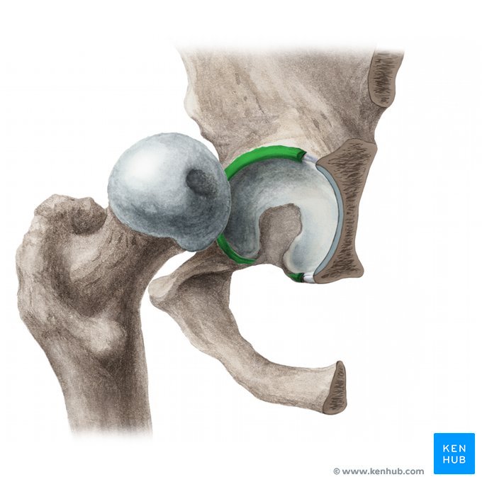<p>What is the pelvic socket into which the ball at the proximal end of the femur fits to form the hip joint?</p>